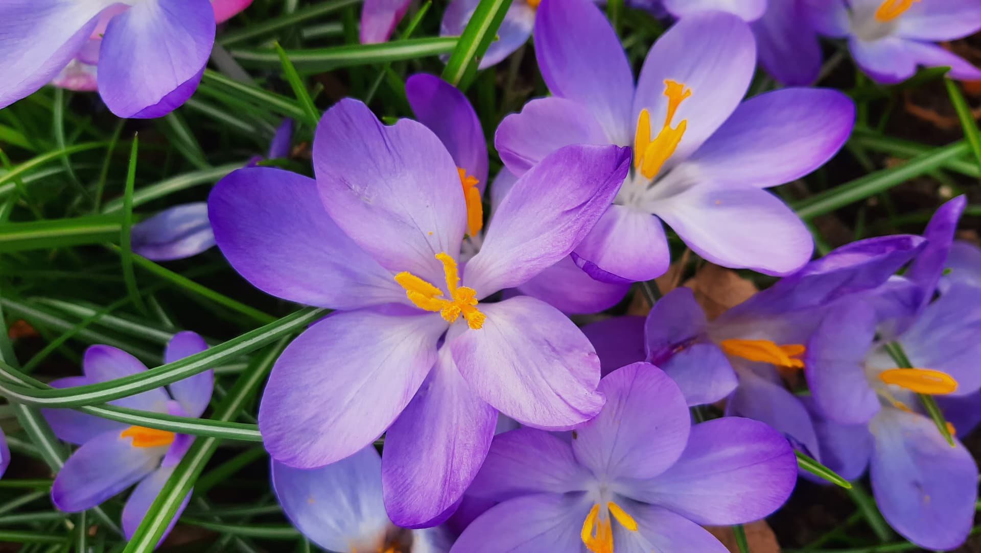 Order Flowers Dubai: The Smart Way to Buy Flowers Online Dubai with Confidence