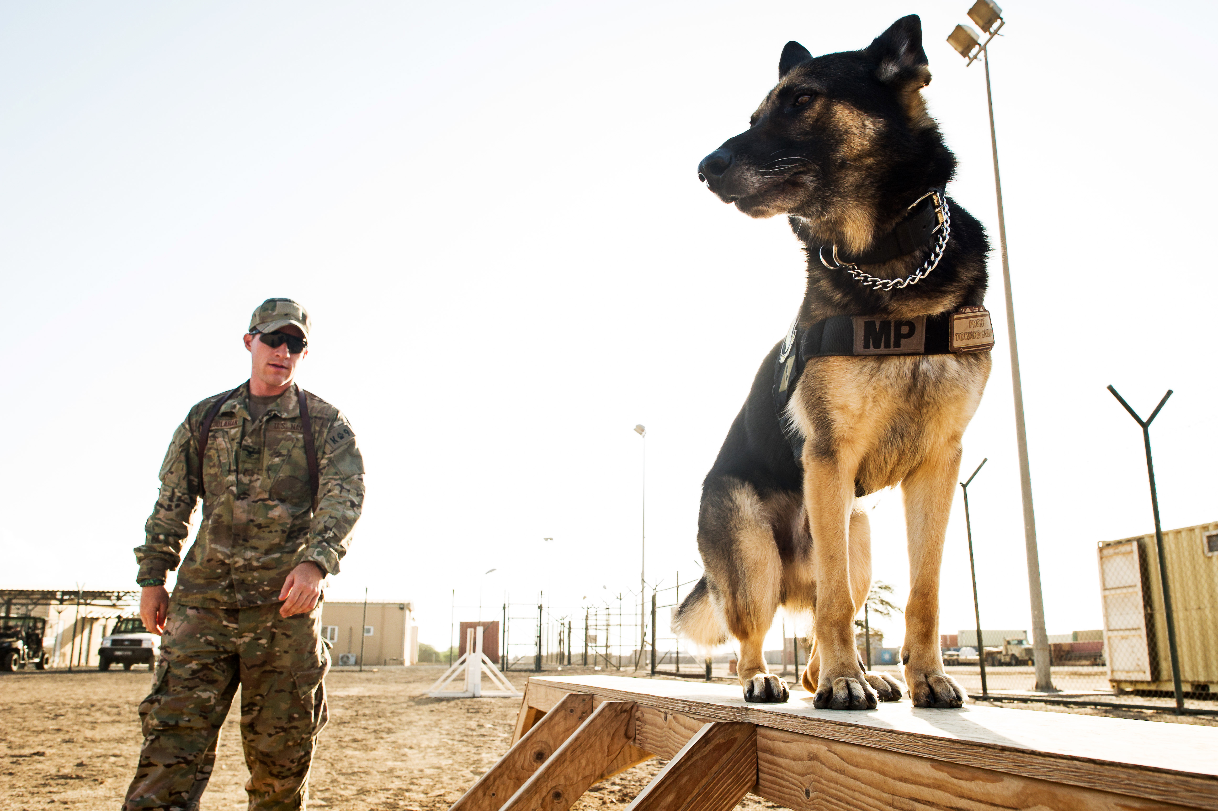 Dog Obedience Boot Camp Arizona: A Smarter Way to Train Your Dog