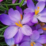 Order Flowers Dubai: The Smart Way to Buy Flowers Online Dubai with Confidence